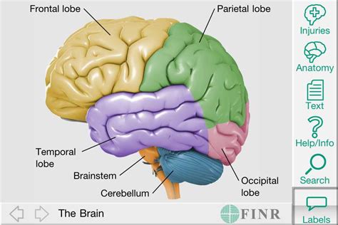 A Visual Guide To The Brain Printable Diagram