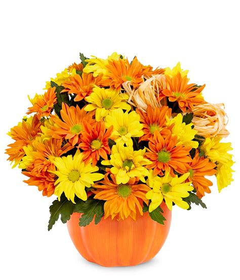 The Daisy Pumpkin Patch at From You Flowers