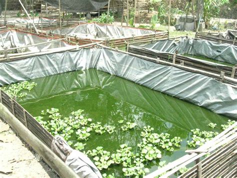 RUMAH HIJAU ORGANIK CARA BUDIDAYA IKAN LELE MENGGUNAKAN KOLAM TERPAL