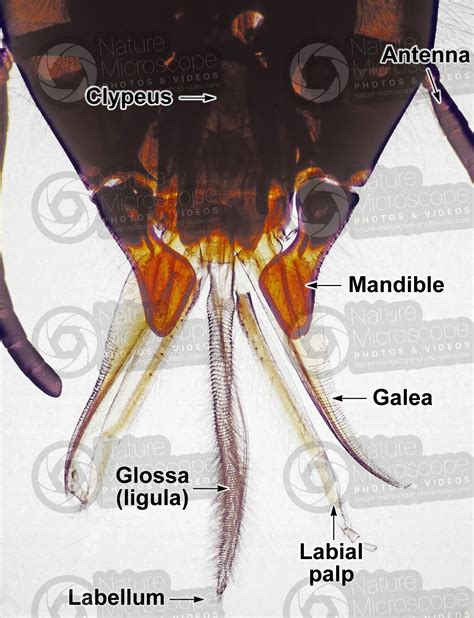 Apis Mellifera Western Honey Bee Mouthparts X Apis Mellifera