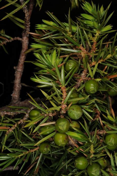 Juniperus Communis Var Saxatilis Pall Plants Of The World Online