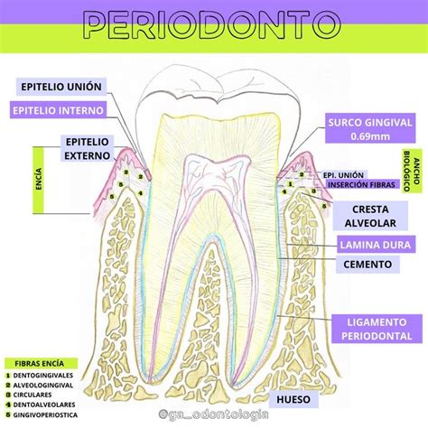 Periodonto Normal Odontología Anatomía Dental Dentistas