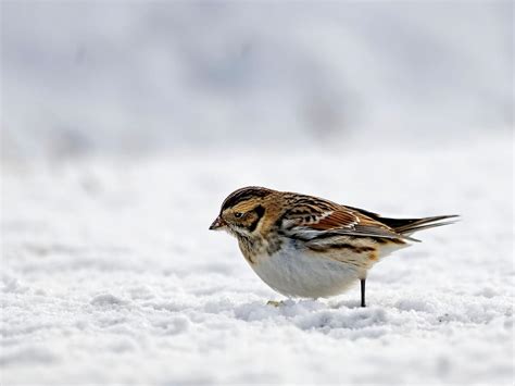 Lapland Longspur (Bunting) Bird Facts | Birdfact