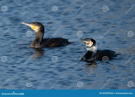 Two Common Cormorants Swinning In The Long Water At Home Park Stock