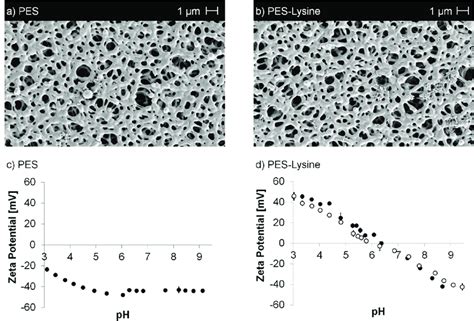 Sem Images A B Of The Pristine Pes And Pes Lysine Membrane As Well As