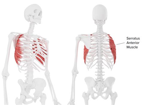 Serratus Posterior Inferior Origin And Insertion