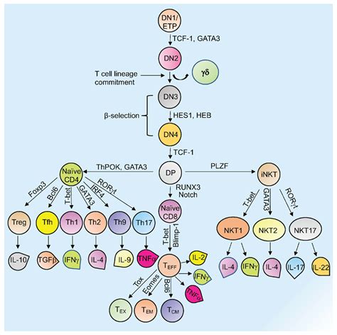 New Insights Into Epigenetic Regulation Of T Cell Differentiation