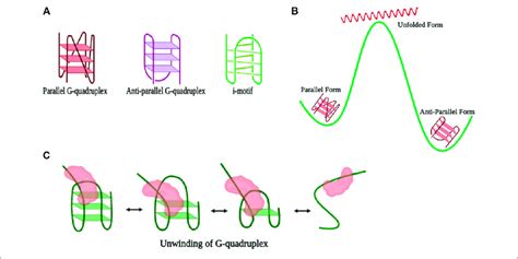 A Representation Of Different Forms Of The G Quadruplex B