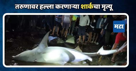 Palghar Bull Shark Attack On Youth Found Shark Was Pregnant 15 Pups