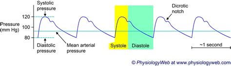 Mean Arterial Pressure Mmhg Carley Winifred