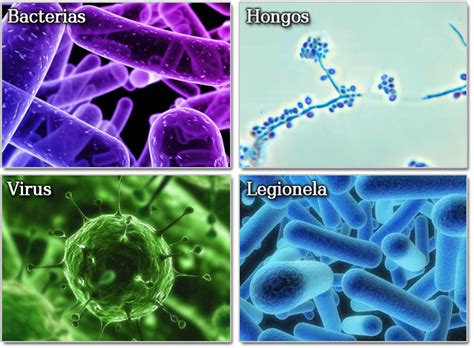 Microbiología Sara Molinos Fernández