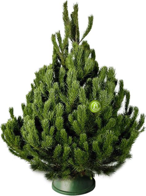 🎄 Новогодняя сосна(125-150 см) - в Москве и Московской области по ...