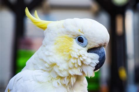 Animaux En Voie De Disparition Esp Ces En Danger