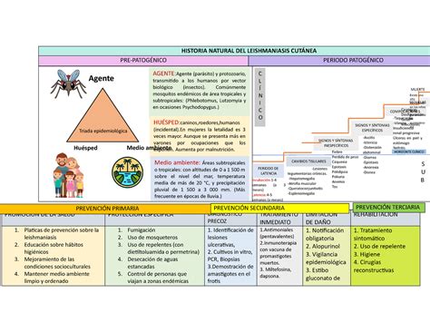 Hne Leishmaniasis Tarea Agente Hu Sped Y Medio Ambiente Historia