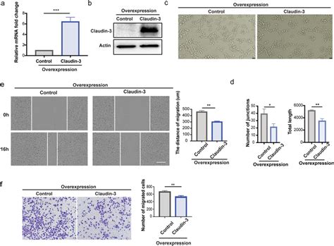 Overexpression Of Claudin In Svec Cells Inhibits Cell Migration