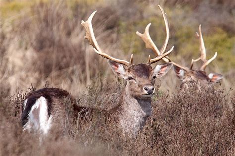 Fallow Deer Buck Photograph By Bob Kemp Fine Art America