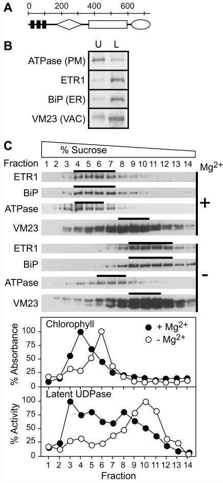 Biochemical Fractionation Of Arabidopsis Membranes Showing