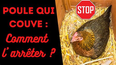 Poule Qui Couve Comment Arr Ter Une Poule De Couver Je Ne Veux