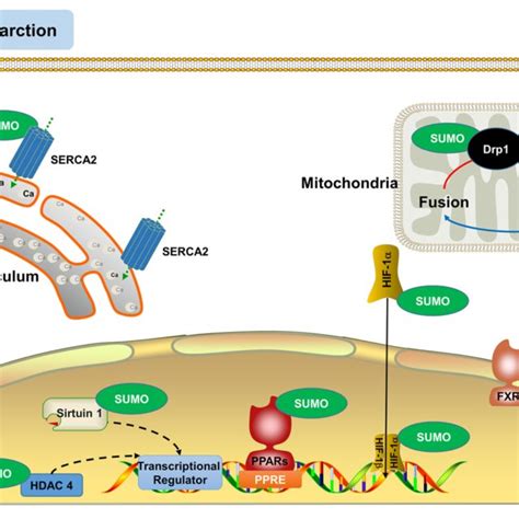 Sumoylation Regulates The Functions Of Various Proteins In Myocardial