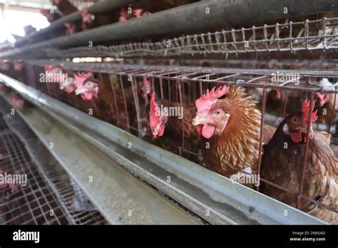 Poultry Farm At Savar Bangladesh Among All The Sub Sectors Of The