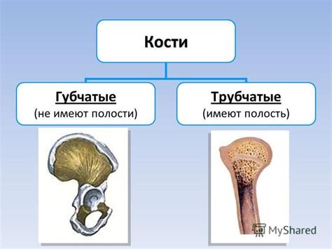 Презентация на тему: "Строение и соединение костей. ". Скачать ...