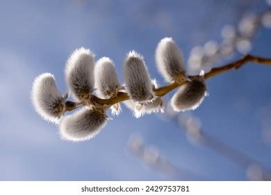 214 Thousand Pussy Royalty Free Images Stock Photos Pictures Shutterstock