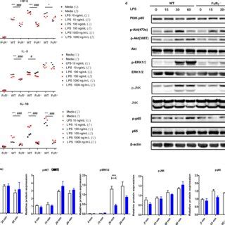 FcRγ deficiency decreases TLR4 triggered production of cytokines