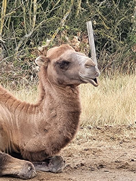 Camel Bored Free Photo On Pixabay Pixabay