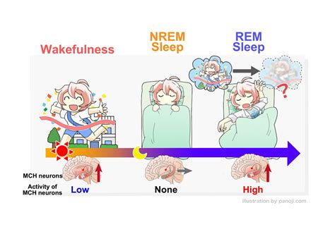 How the brain forgets "unnecessary" memories during REM sleep | Inverse