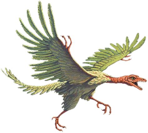 Archaeopteryx, Evolution and Transitional Fossils (for dummies) — Steemit