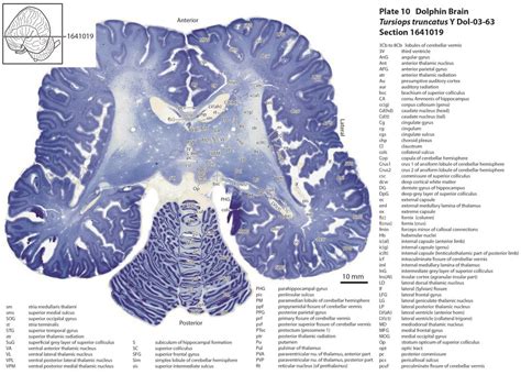 Atlas of the Brain of a Dolphin — Comparative Brain Anatomy