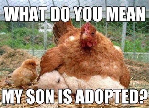 17 Chicken Memes That Will Put A Big Smile On Your Face Funny Chicken