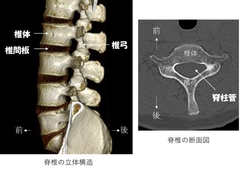 脊椎外科｜診療科情報｜地方独立行政法人 東京都健康長寿医療センター