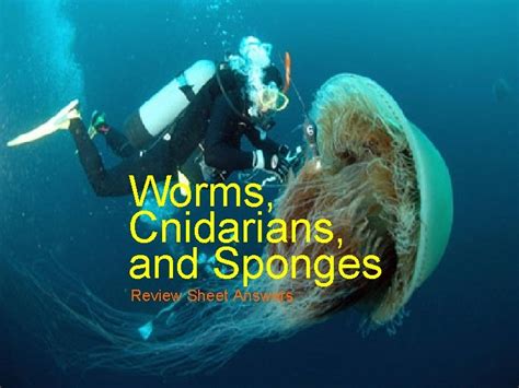 Worms Cnidarians And Sponges Review Sheet Answers Sponges