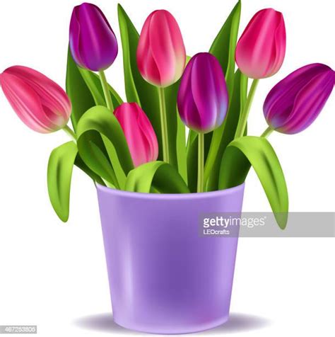 43 Purple Tulips White Background High Res Illustrations Getty Images