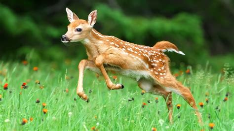 Do Deer Like Yellow Flowers at Matthew Elmore blog