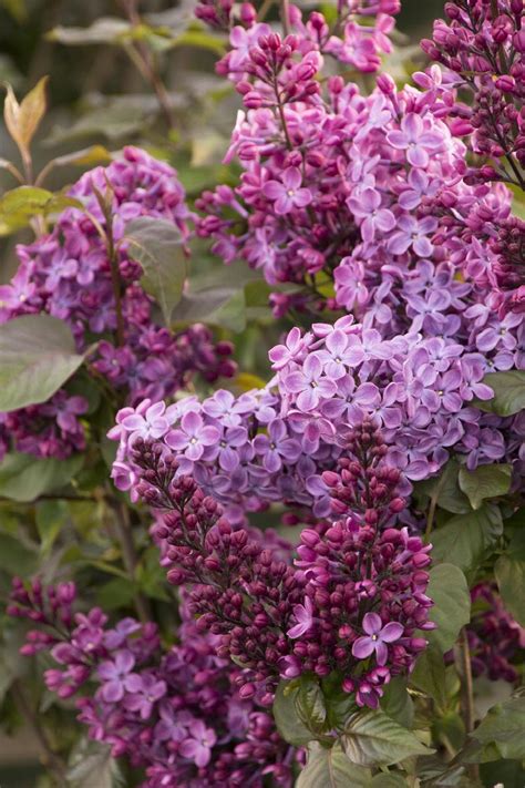 Old Glory Lilac Syringa X Old Glory Monrovia Plant