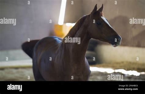 Horse Head Looking Sideways Stock Videos And Footage Hd And 4k Video