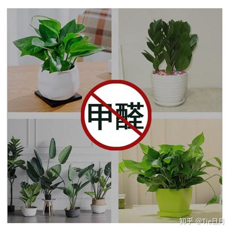 哪种植物吸甲醛最好？ 知乎