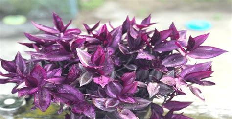 Wandering Jew Tradescantia Zebrina Best Care Guide 101