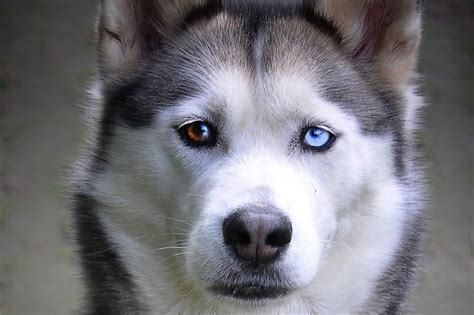 Gray Huskies With Blue Eyes