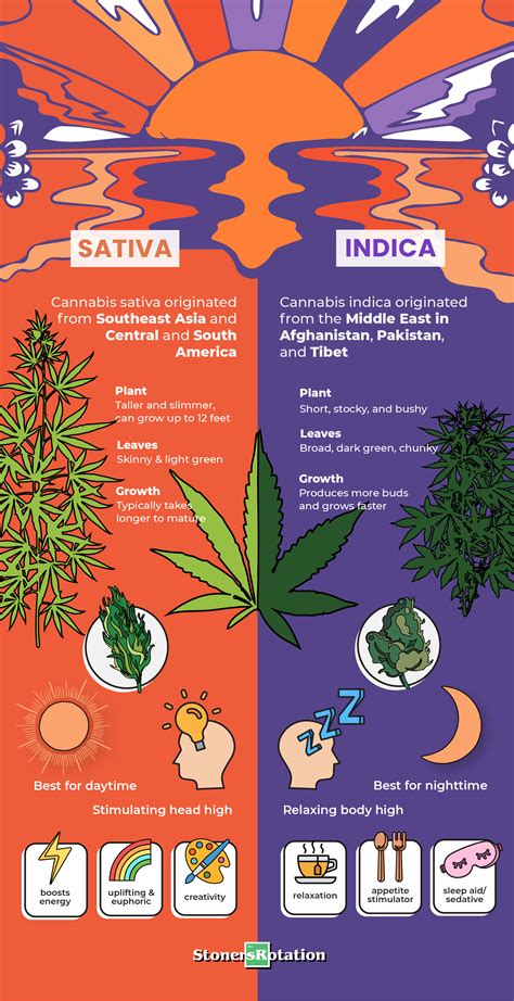 Indica vs Sativa: History and Differences • Stoners Rotation
