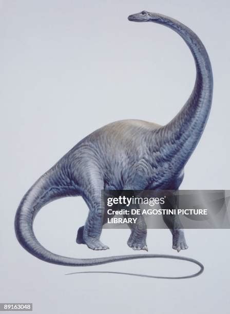 Sauropod Legs Photos And Premium High Res Pictures Getty Images