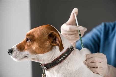 La Importancia Del Valor De Las Vacunas Para Perros Protegiendo La