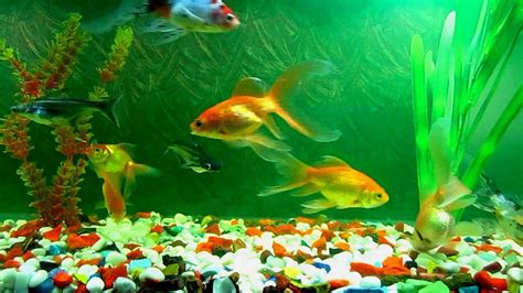 Live Fish Wallpapers Top Free Live Fish Backgrounds WallpaperAccess