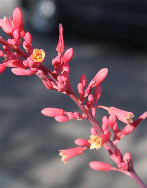 Red Yucca Flowers | Red flowers, Beautiful flowers, Land of enchantment