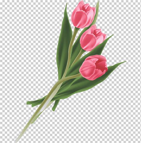 Tres Tulipanes Rosa Ilustraci N Ramo De Flores De Tulip N Tulip N