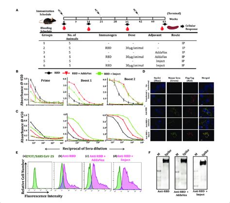 Immunization Strategy Rbd Specific Antibody Titers And Cell Surface