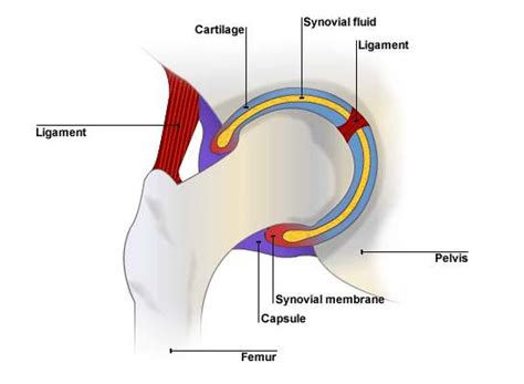 Ball And Socket Joint Diagram