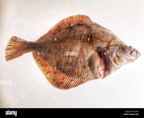 Plaice fish hi-res stock photography and images - Alamy